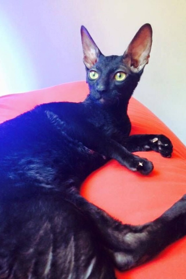 Кошачье кафе Tofycatspace