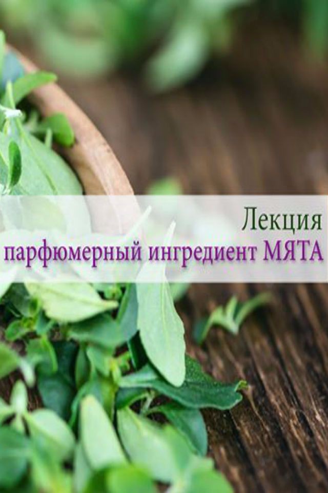 Мята – парфюмерный ингредиент