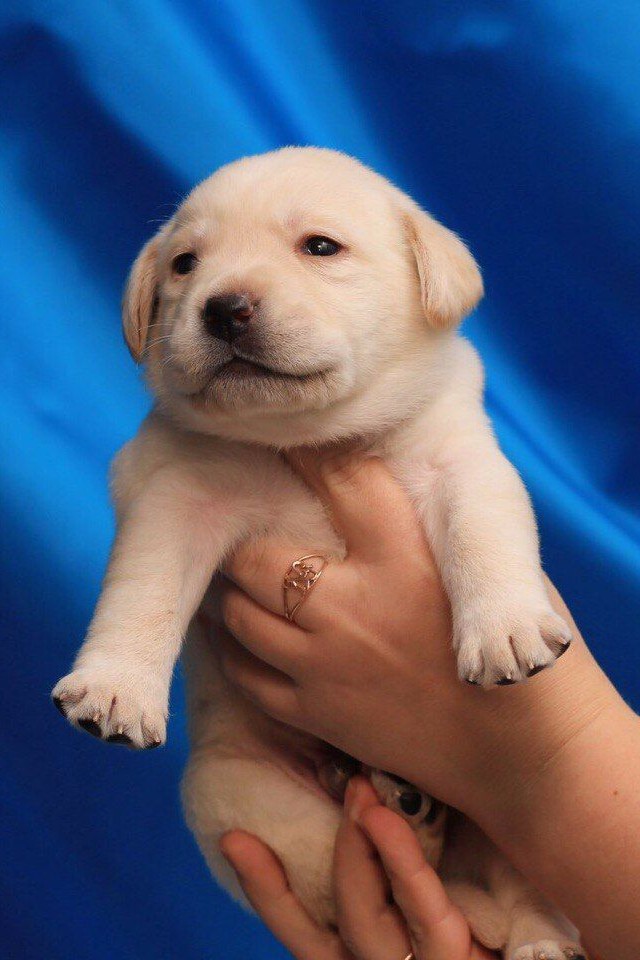 Dogs and puppies for sale