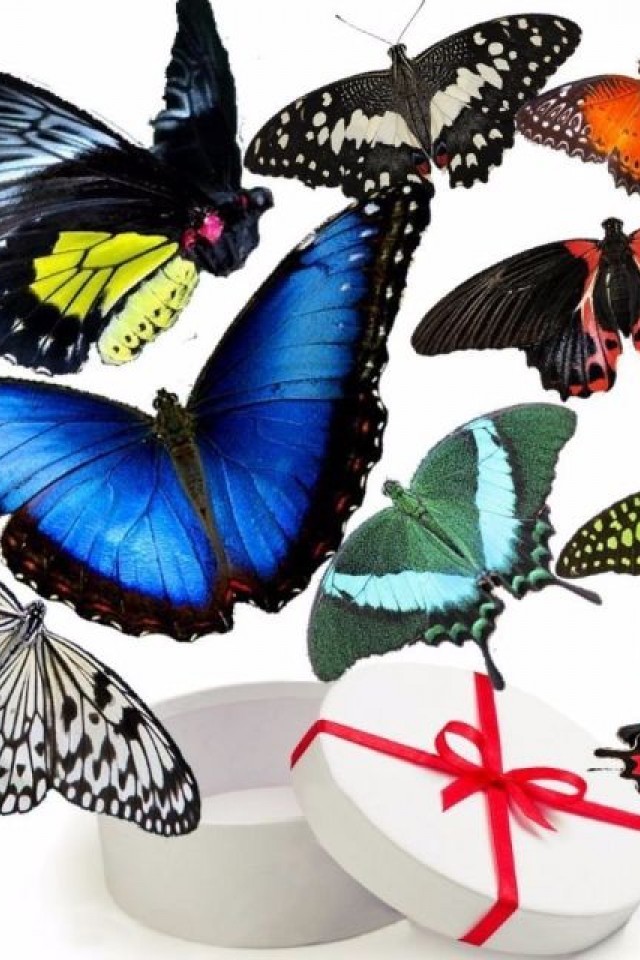 Живые бабочки/Live butterflies