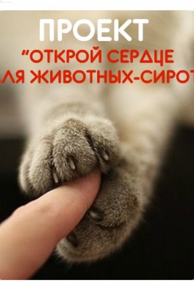 ПРОЕКТ: Открой сердце для животных сирот.Забери домой или помоги продержаться ! КИЕВ! УКРАИНА! РЕПОСТ!!!