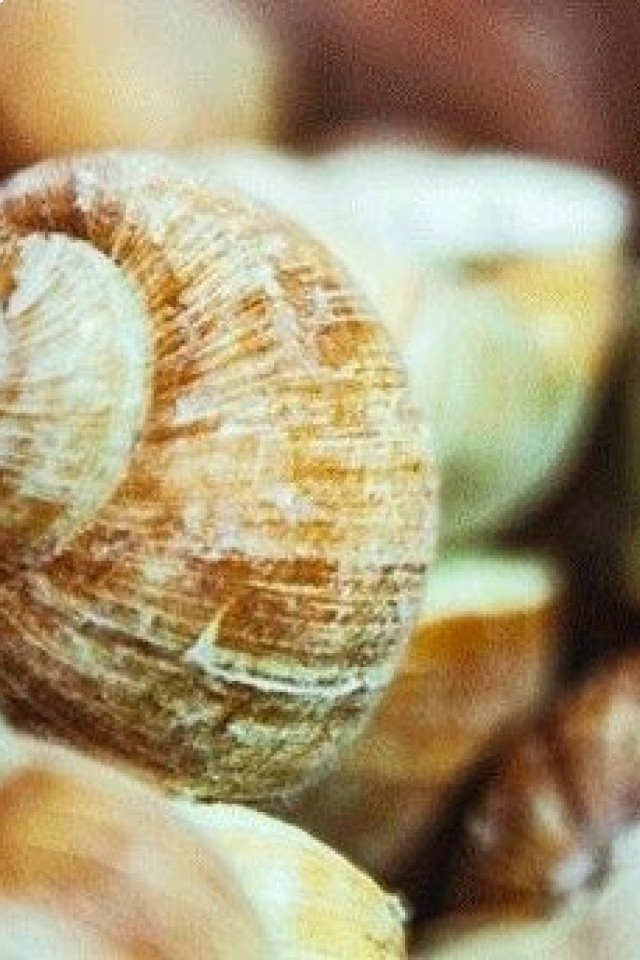 Фестиваль уличной еды