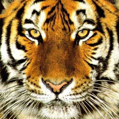 Tiger Bills