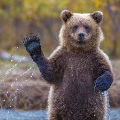 BearsClub